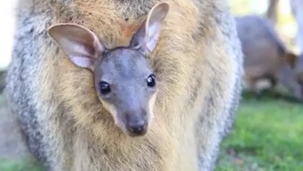 Un bébé wallaby sort pour la première fois de la poche de sa mère