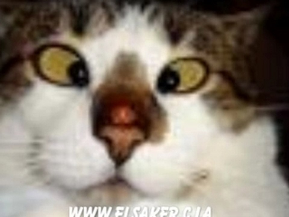 Fokaha 04 lol mdr dahka 2008