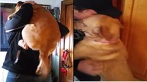 Ce chien est tellement content de retrouver son maître qu'il lui grimpe littéralement dessus !