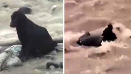 Le sauvetage d'un chien isolé sur un bout de terre à cause d'une inondation