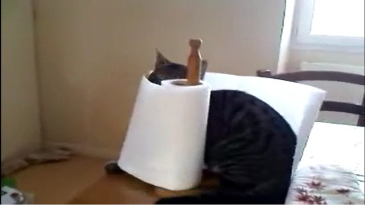 Cette chatte se cache dans un rouleau de Sopalin... Et ça lui plaît beaucoup !