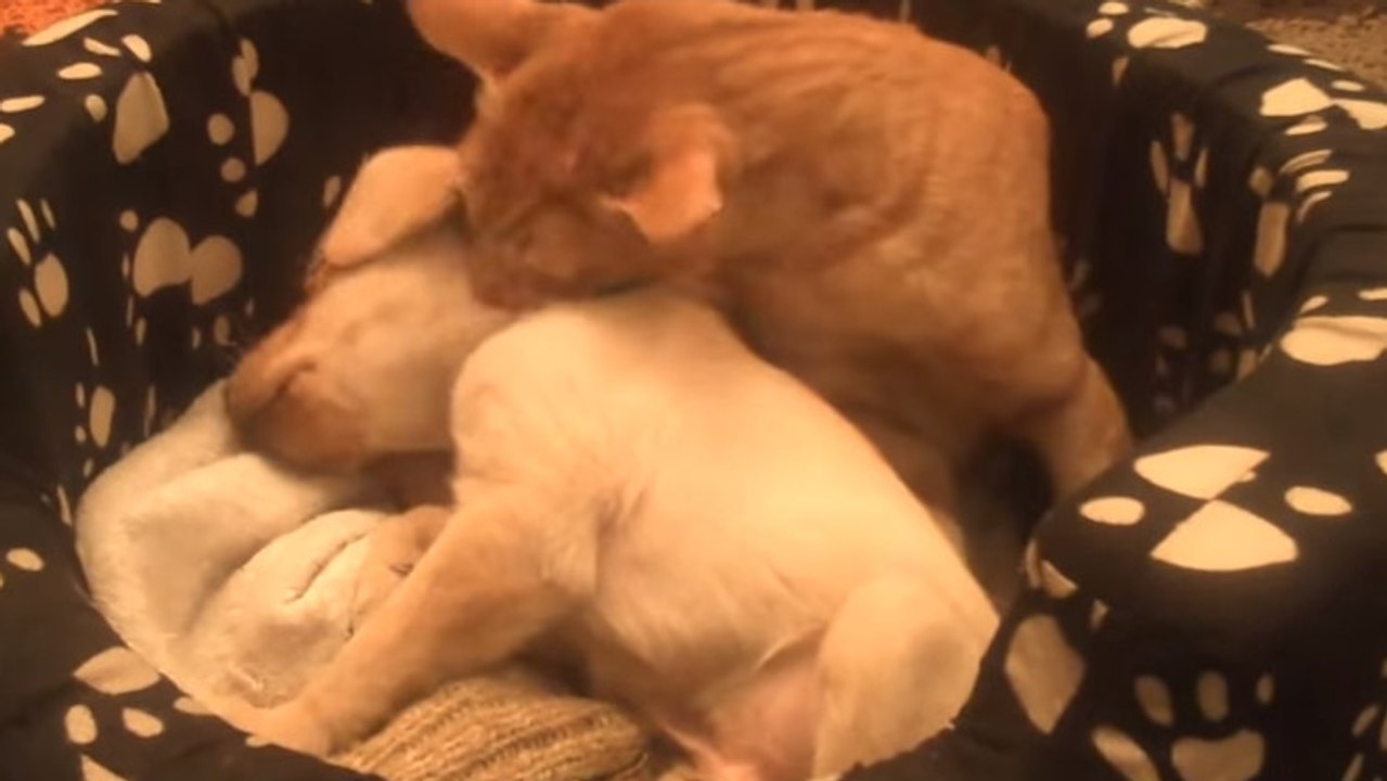 Un chat bengal prend soin d'un petit chiot labrador