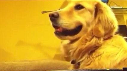 Ce chien adore la musique... Et déteste quand elle s'arrête !