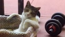 Le seul chat du monde qui s'asseoit comme un humain !