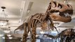 Extinction des dinosaures : la vraie raison de leur disparition n'est pas due à une météorite ou à une éruption volcanique