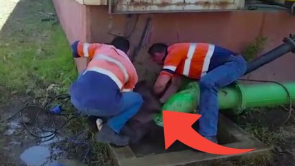 Afrique du Sud : ils sauvent un bébé éléphant tombé dans un puits