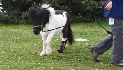 Amputé d'une jambe, ce poney a pu remarcher grâce à une prouesse technologique...