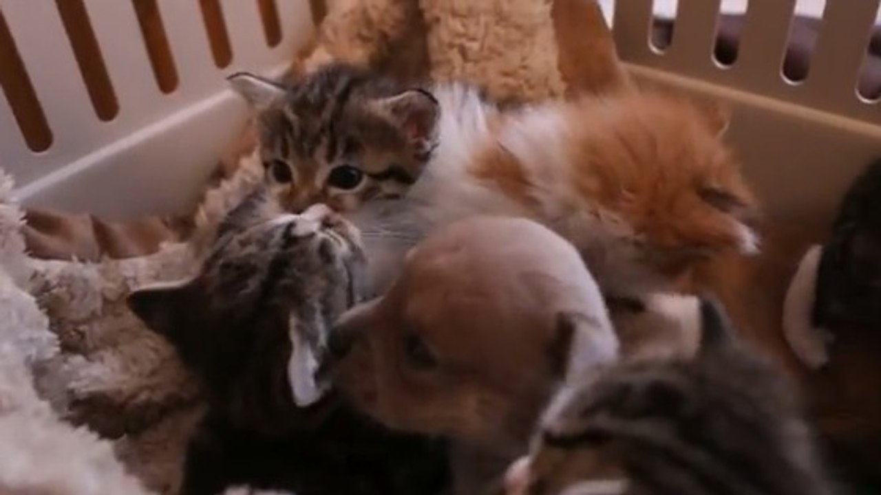 Ce petit chiot orphelin est sauvé par l'amour d'une maman chat