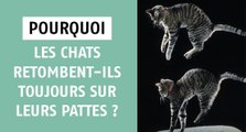 Pourquoi les chats retombent-ils toujours sur leurs pattes ?