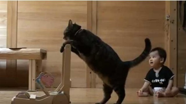 Ce chat apprend à ce bébé à...marcher !