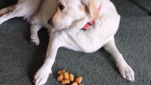 Ce chien a trouvé la meilleure planque pour cacher ses croquettes...