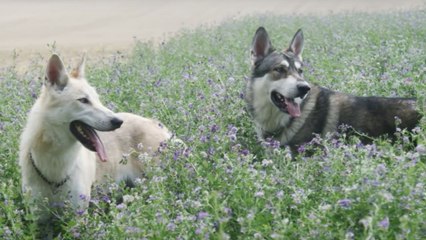 Ces chiens sont condamnés à mort par les autorités françaises pour une triste raison...