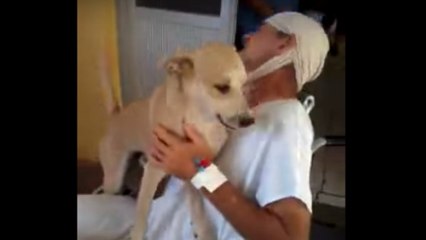 L'incroyable fidélité de ce chien dont le maître est hospitalisé