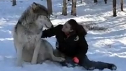 Une belle complicité est née entre ce loup géant et cette femme