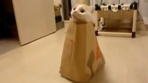 Ce chat adore se cacher dans les sacs du fast-food