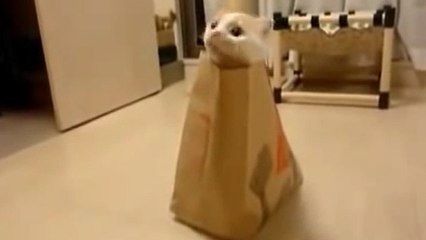 Ce chat adore se cacher dans les sacs du fast-food