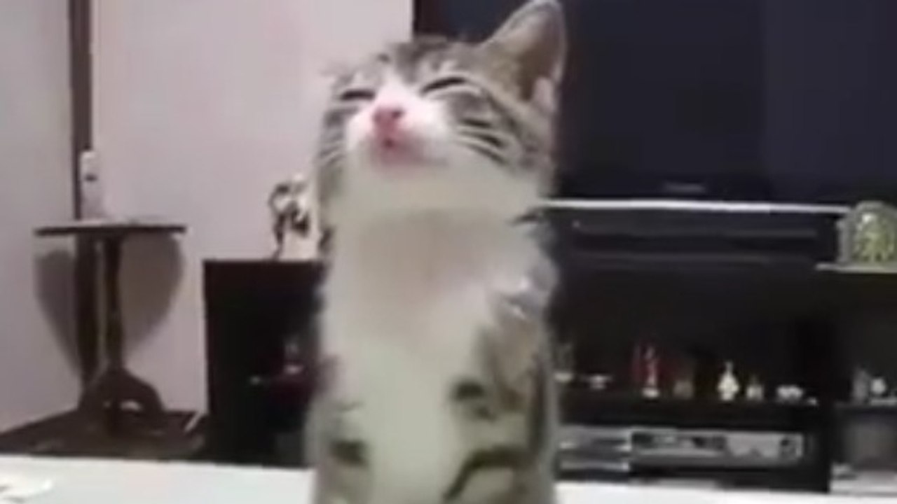 Ce chaton s'endort debout, mais ne veut pas aller au lit !