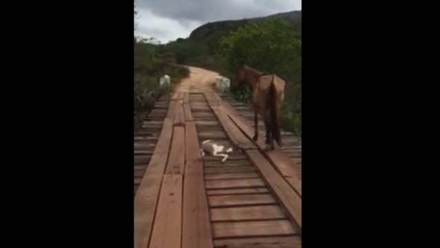 Ce poulain est coincé entre les planches d'un pont. Ce que cet homme va faire est incroyable !