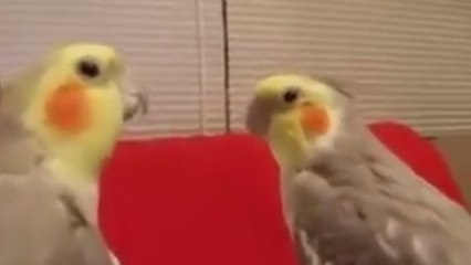 Un dialogue très intéressant entre deux calopsittes élégantes