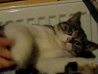 CHOUKETTE ET SES COURBATURES