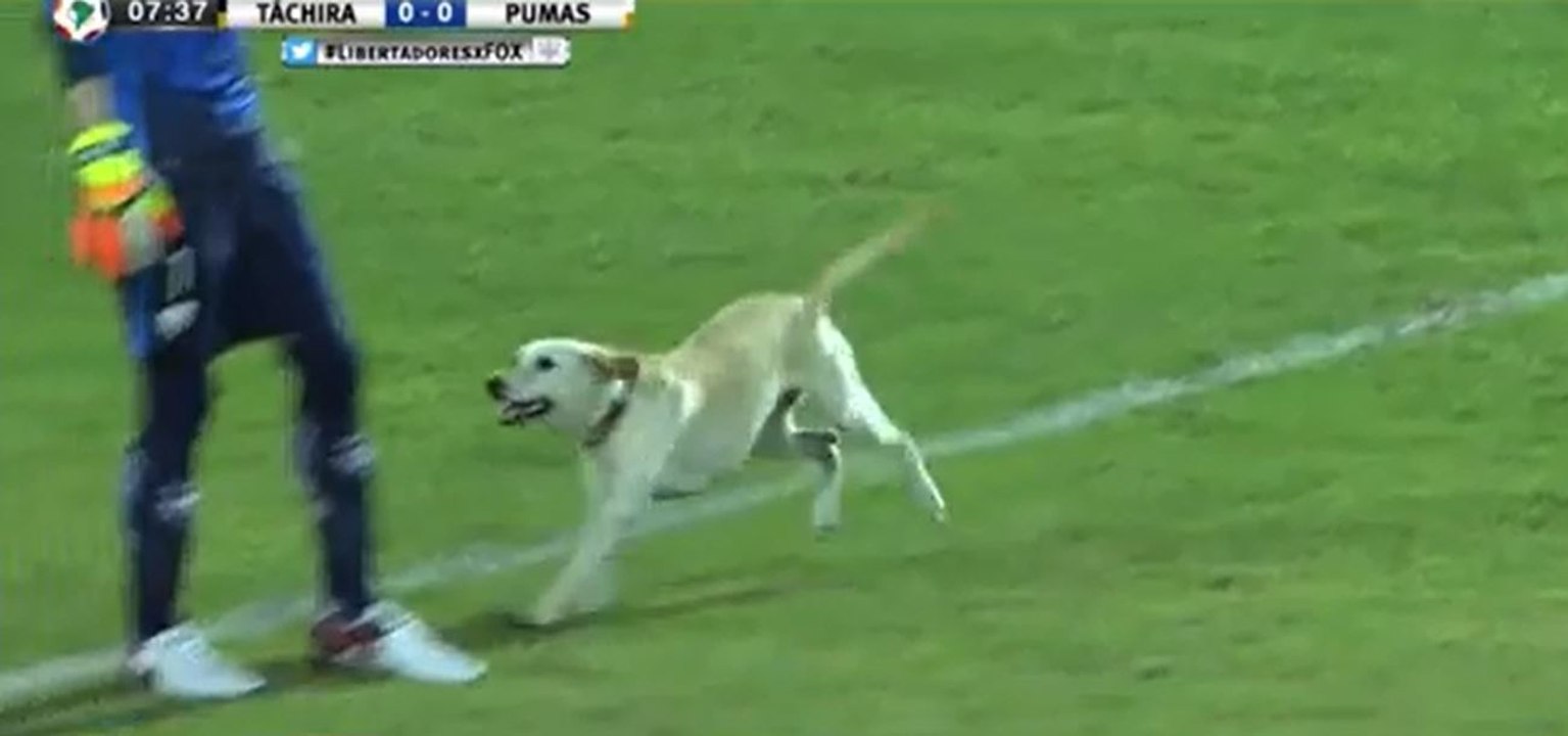 Un chien s'invite en plein match de foot... Et il veut absolument jouer !
