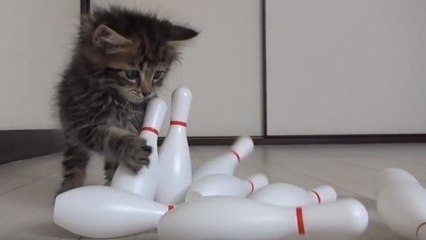 Cet adorable chaton s'est découvert une passion pour le bowling !