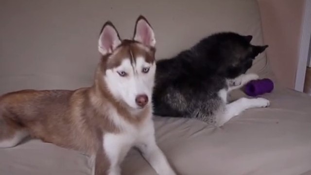 Deux huskies en pleine discussion pour savoir à qui appartient le jouet !