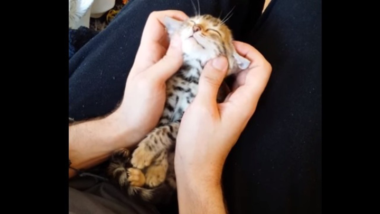 Vous aimeriez tellement être à la place de cet adorable chaton