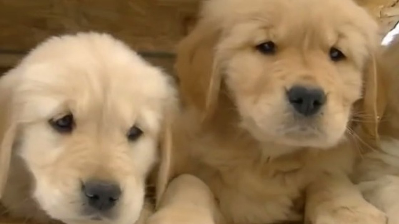 Ces bébés labradors découvrent la neige pour la première fois !