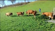 Regardez la réaction de ces vaches qui rentrent au pré