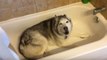 Ce husky hurle dans une baignoire... La raison va vous faire mourir de rire !