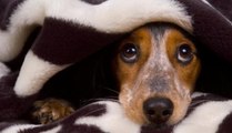 6 astuces si votre chien a peur de l'orage !