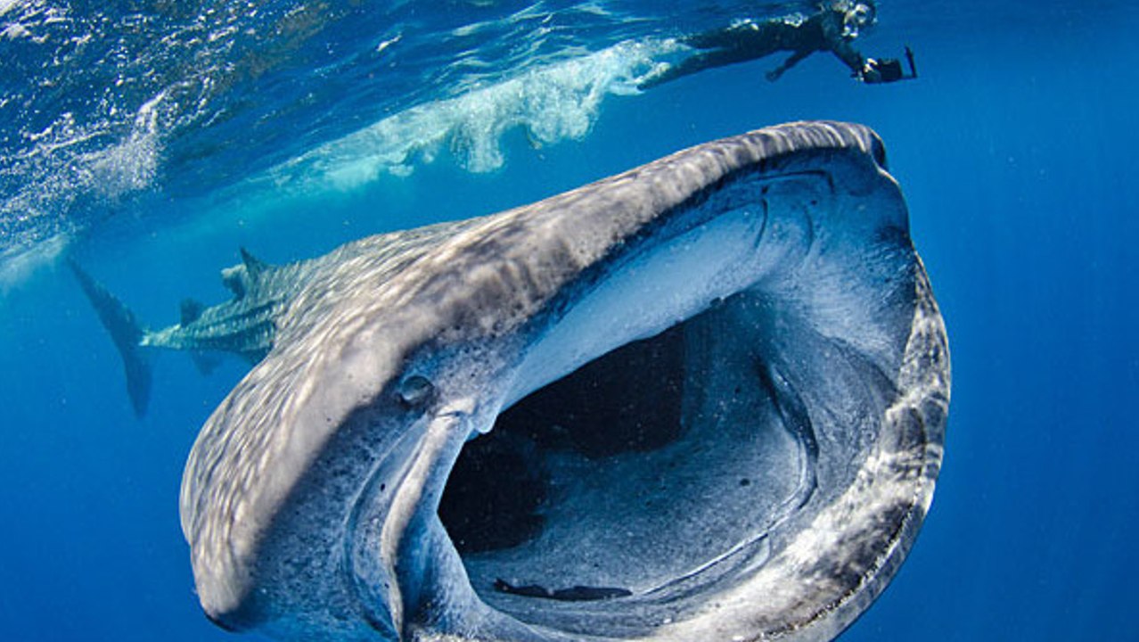 Australie : nager avec les plus gros poissons du monde, les requins baleines de Ningaloo Reef