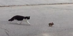 Le chat se met à courser un bébé lapin... Mais la fin va vous faire fondre !