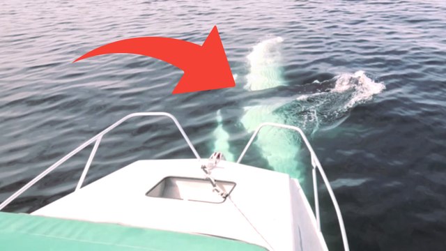 Australie : un père et son fils capturent leur rencontre avec deux immenses baleines à bosse