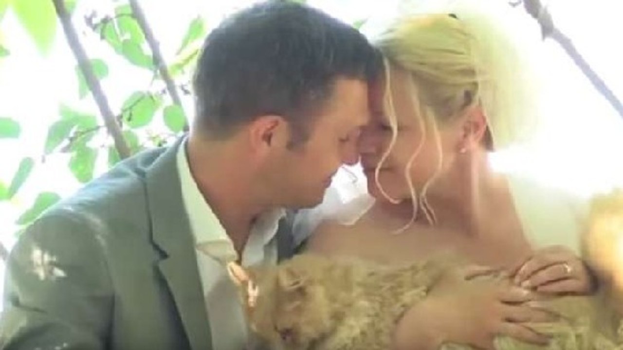 Insolite : ce couple invite 1 000 chats à leur mariage !