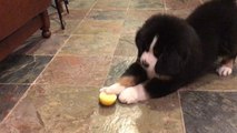 Cet adorable chiot mange du citron pour la première fois