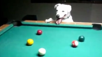 Ce chien est beaucoup plus doué au billard que vous...