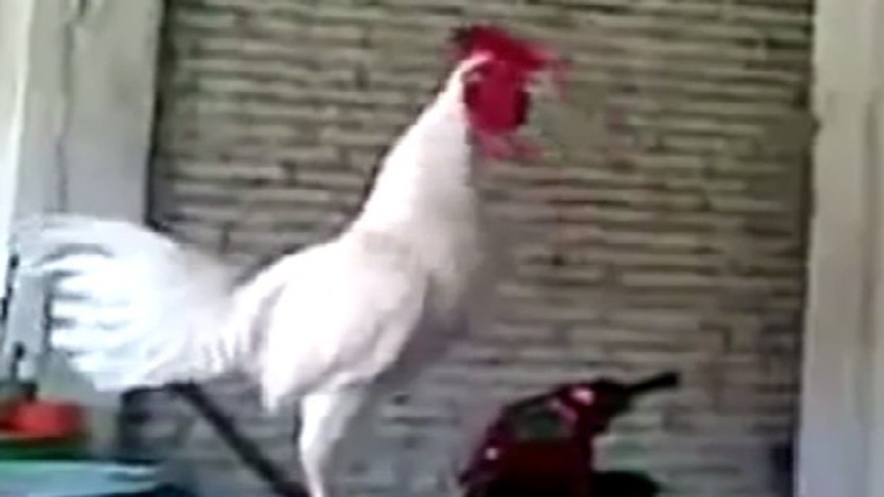 Ce coq s'apprête à chanter Cocorico. Mais tout ne se passe pas comme prévu...