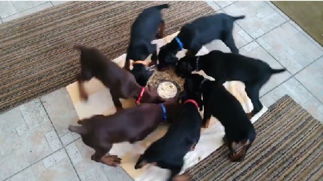 Ces chiots qui mangent vont vous donner le tournis !