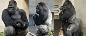 Shabani, le superbe gorille qui affole les Japonaises