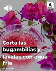 Té de bugambilia para controlar el acné y las afecciones de la piel.| ActitudFem