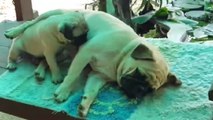 Une famille de carlins se relaxe comme des pachas... Parce qu'ils le valent bien !