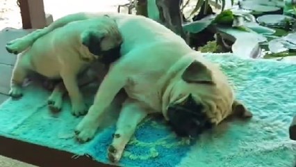 Une famille de carlins se relaxe comme des pachas... Parce qu'ils le valent bien !