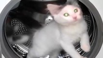 Cet incroyable chaton se prend pour un hamster !