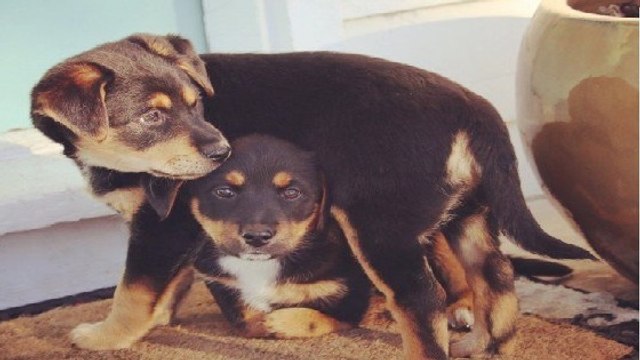 Personne ne veut adopter ce chiot en voyant ses pattes de près. Et vous, le feriez-vous ?