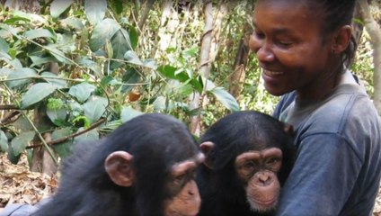 Un sanctuaire rend hommage à une femme devenue la mère de 50 chimpanzés orphelins