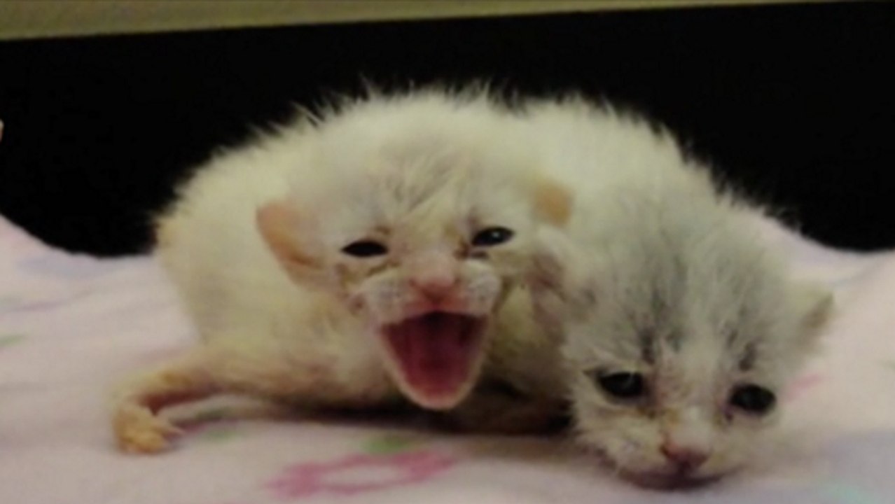 Ils trouvent ces chatons abandonnés dans une poubelle et remarquent une chose absolument incroyable