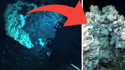 Ils découvrent une éponge aussi grande qu'une camionnette, vieille de 1000 ans à plus de 2 kilomètres de profondeur