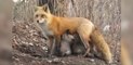 Les images rares d'une maman renard qui allaite ses bébés